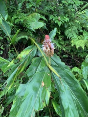 Alpinia shimadae