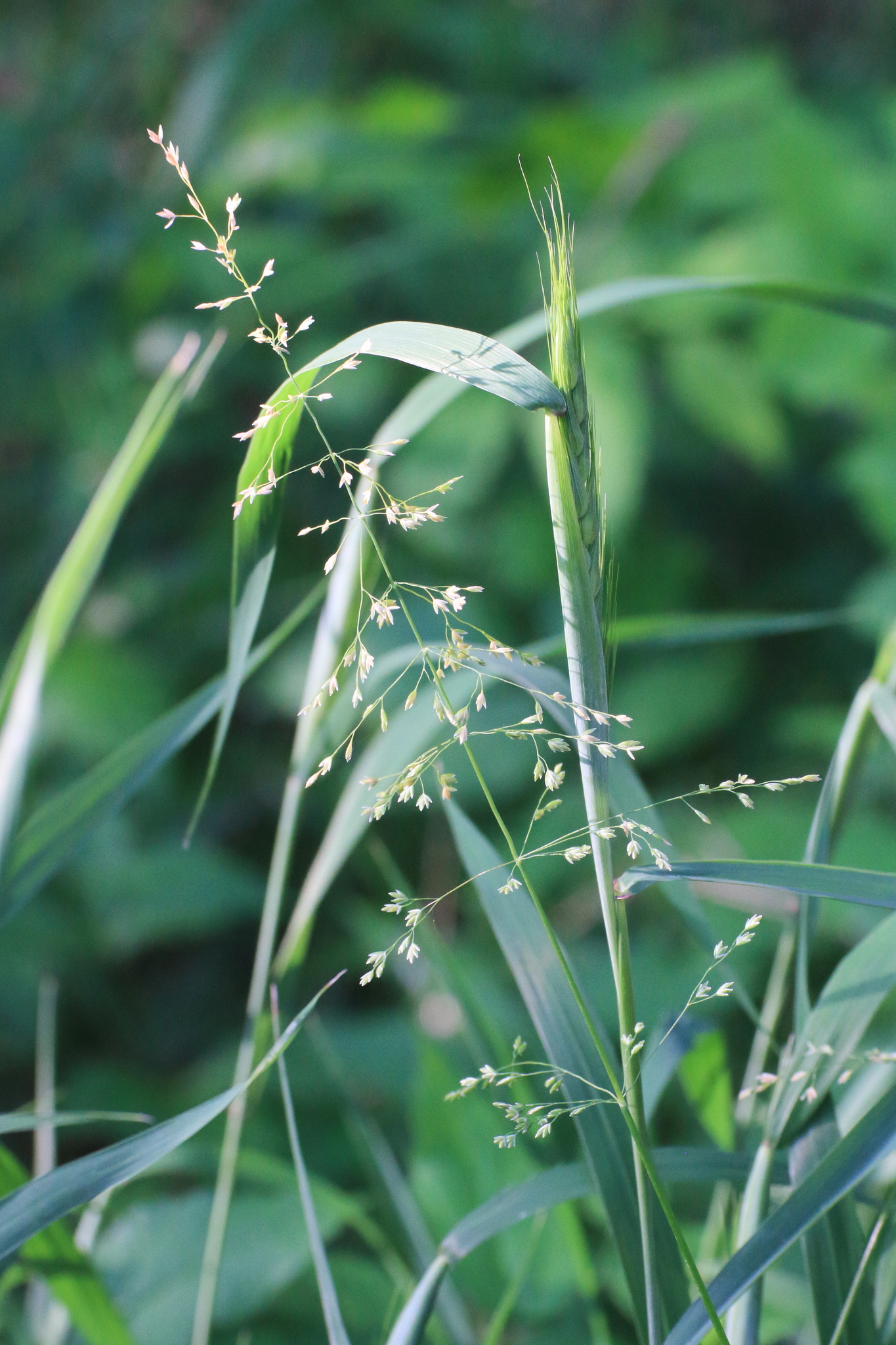 Poa sylvestris