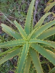 Aloe