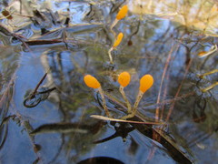 Mitrula lunulatospora