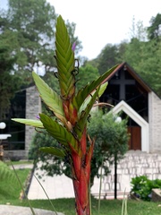 Tillandsia rodrigueziana