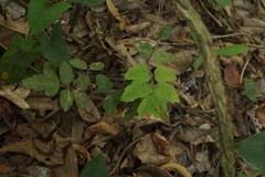 Urvillea