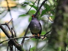 Catharus mexicanus
