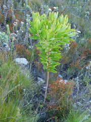 Leucadendron microcephalum