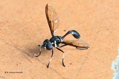 Salpingogaster nigra