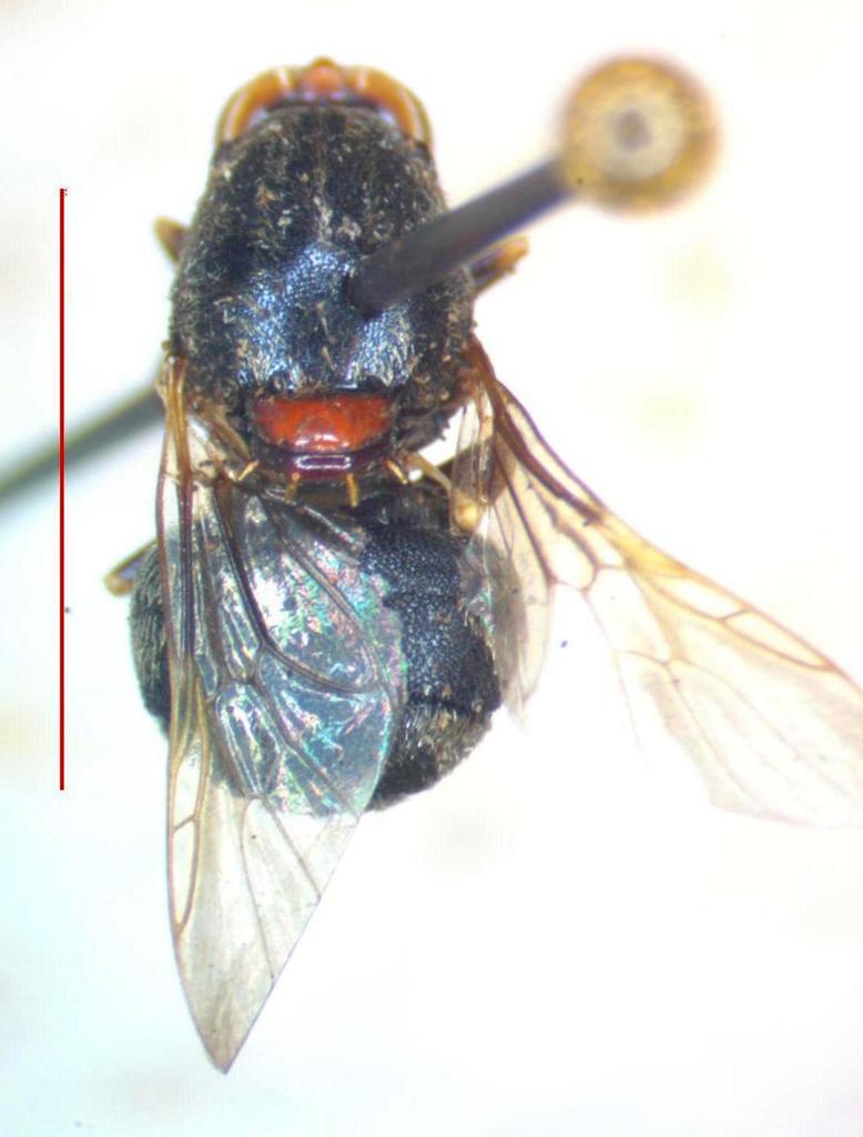 Artemita bellardii