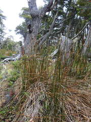 Marsippospermum grandiflorum