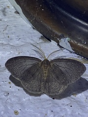 Lambdina pellucidaria