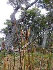 Marsippospermum grandiflorum