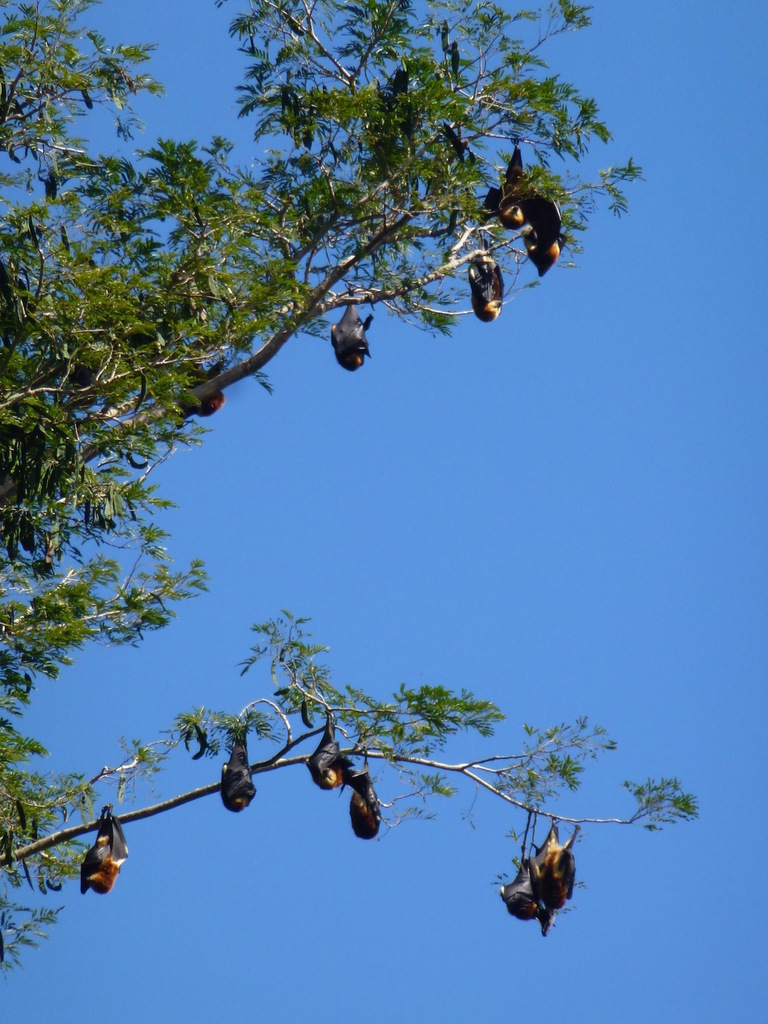 Greater Mascarene Flying Fox