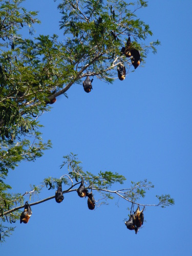 Greater Mascarene Flying Fox