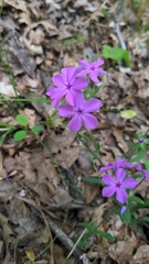 Phlox amoena