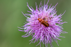 Nemognatha piazata