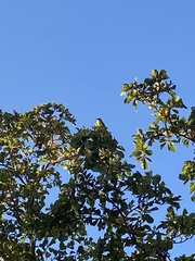 Myiozetetes similis