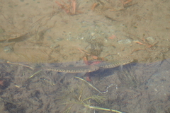 Cantebury Galaxias photo 5