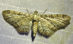Eupithecia subumbrata