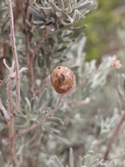 Rhopalomyia obovata