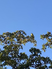 Myiozetetes similis