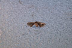 Prismosticta microprisma