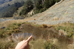 Cantebury Galaxias photo 4