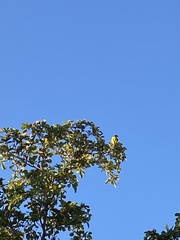 Myiozetetes similis