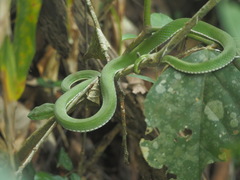 Trimeresurus vogeli