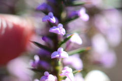 Muraltia juniperifolia
