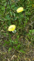 Pyrrhopappus carolinianus