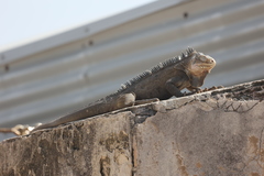 Iguana delicatissima