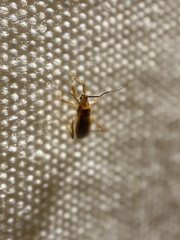 Oncerotrachelus