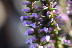 Muraltia juniperifolia