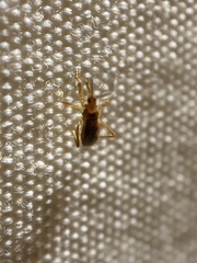 Oncerotrachelus