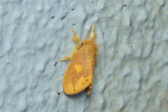 Euproctis quadrangularis