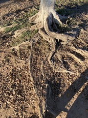 Ficus benjamina