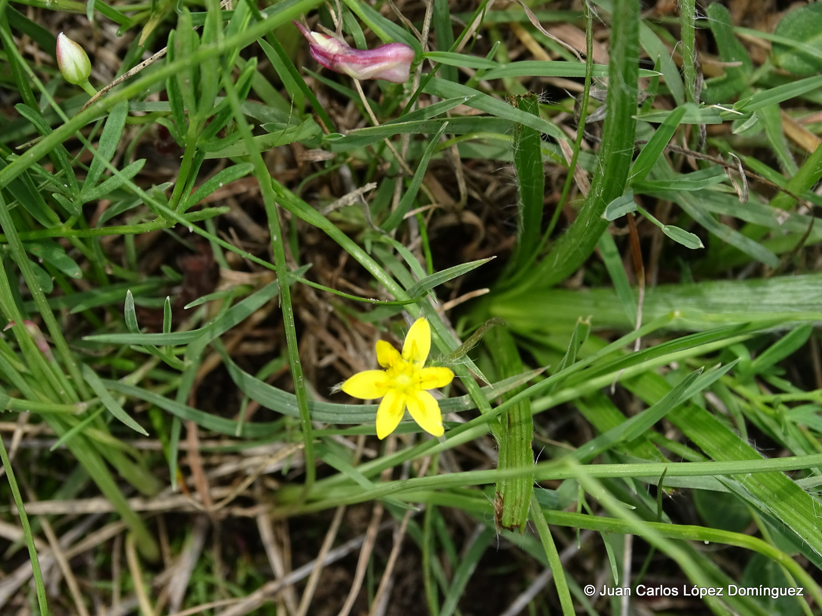 Hypoxis mexicana