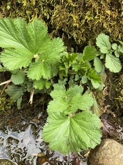Geum macrophyllum macrophyllum