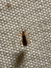 Oncerotrachelus