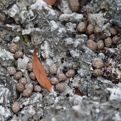 Sylvilagus palustris