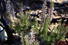 Muraltia juniperifolia