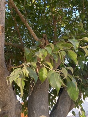 Ficus benjamina