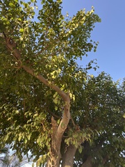 Ficus benjamina