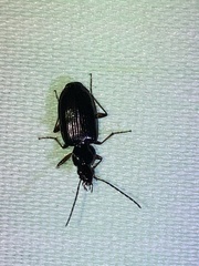 Agonum punctiforme