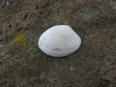 Katelysia rhytiphora