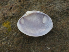 Katelysia rhytiphora