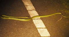 Boiga cyanea