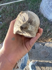 Arecaceae