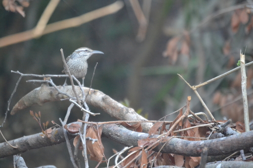 Yucatan Wren (Campylorhynchus yucatanicus), photo 9