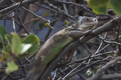 Iguana delicatissima