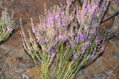 Muraltia juniperifolia