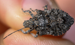 Brochymena parva